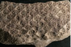 Foto (Detailansicht) von Lepidodendron aculeatum St. (NHMW-GEO-2024-0188-11020)